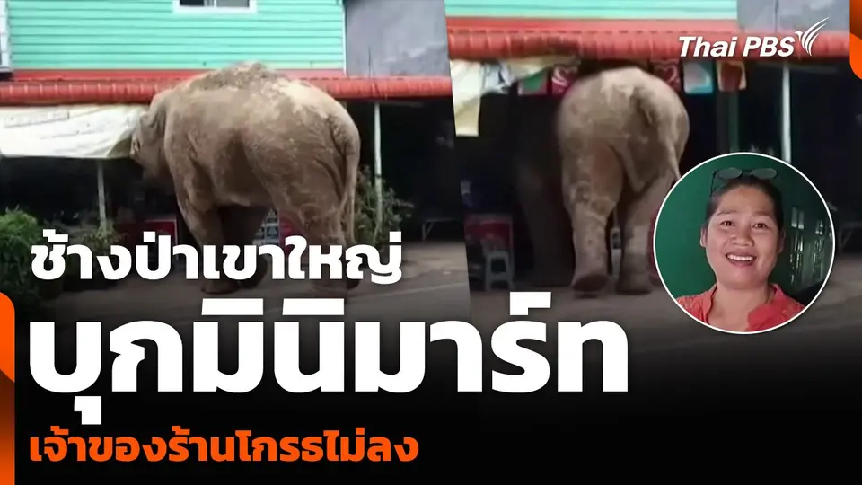 ช้างป่าเขาใหญ่ บุกมินิมาร์ท เจ้าของร้านโกรธไม่ลง
