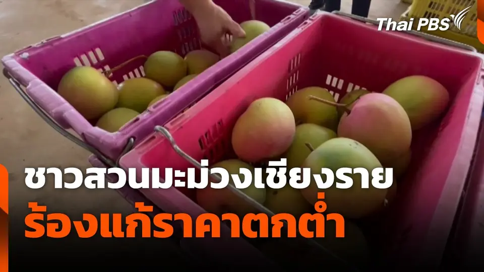 ชาวสวนมะม่วงเชียงราย ร้องแก้ราคาตกต่ำ