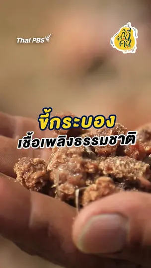 ขี้กระบอง เชื้อเพลิงธรรมชาติ