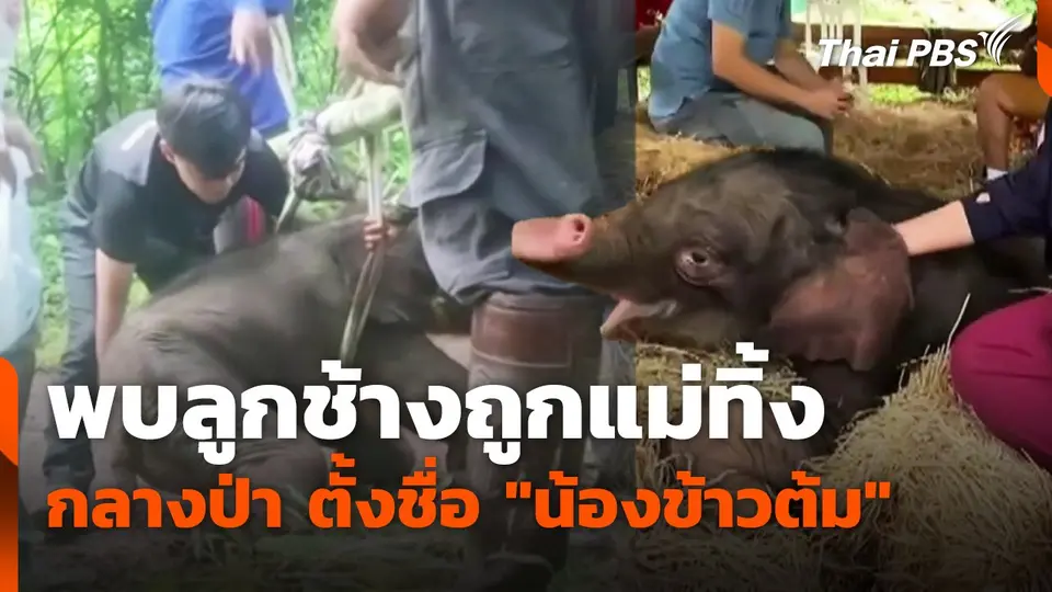 พบลูกช้างถูกแม่ทิ้งกลางป่า ตั้งชื่อ "น้องข้าวต้ม"