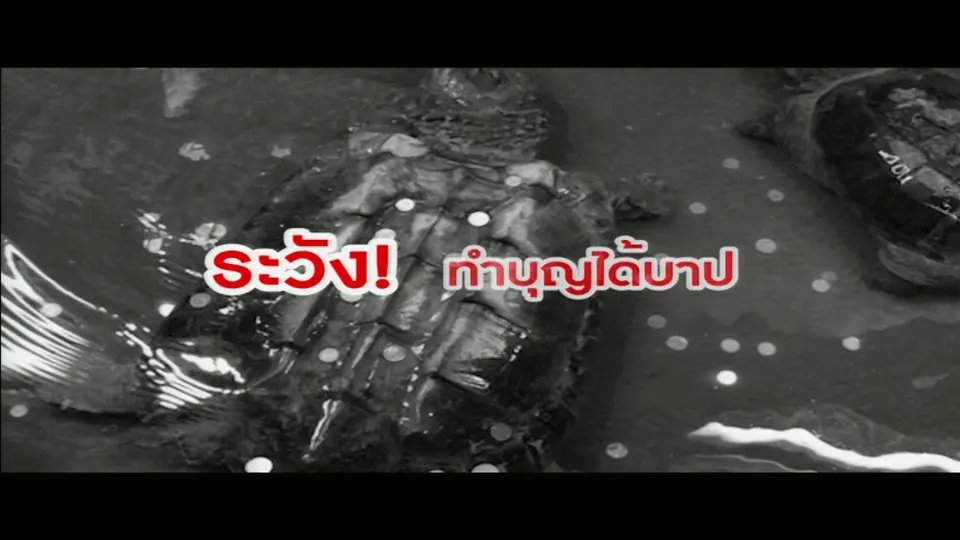 "โยนเหรียญลงบ่อสัตว์" พฤติกรรมเสี่ยงโชคสร้างโทษทางอ้อม!