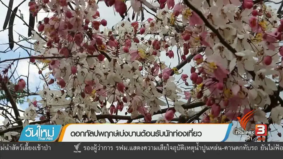 ดอกกัลปพฤกษ์เบ่งบานต้อนรับนักท่องเที่ยว