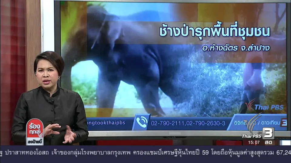 ช้างป่ารุกพื้นที่ชุมชน อ.ห้างฉัตร จ.ลำปาง