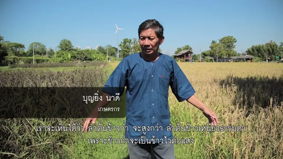 ปลูกข้าวหลายตา