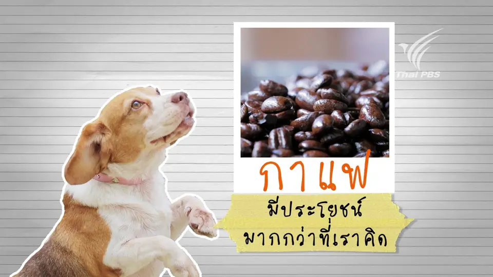 กาแฟ มีประโยชน์มากกว่าที่เราคิด