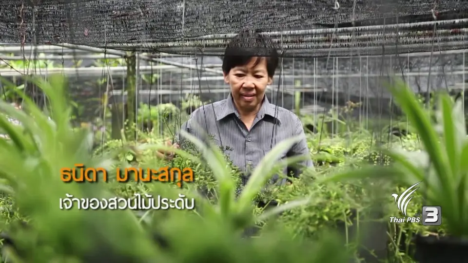 ไม้ประดับเขากวางกลม