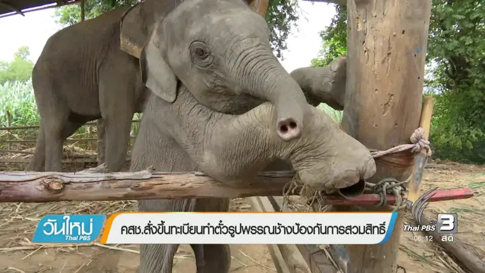 คสช.สั่งขึ้นทะเบียนทำตั๋วรูปพรรณช้างป้องกันการสวมสิทธิ์