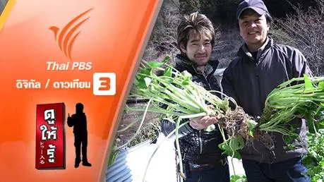 วาซาบิ 400 ปี ดีจากต้นตระกูล