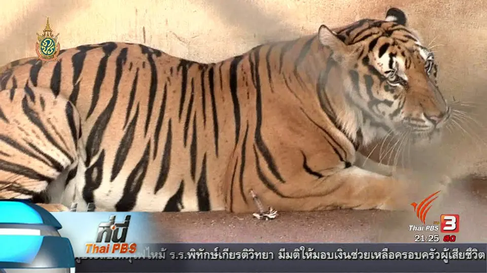 ที่นี่ Thai PBS : พบซากเสือ 40 ตัว วัดหลวงตาบัว