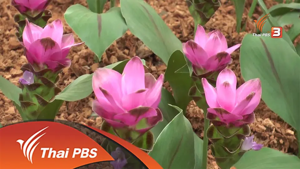 ประเด็นข่าว (2 มิ.ย. 59)