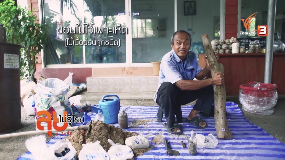 ปลูกเห็ดบนขอนไม้