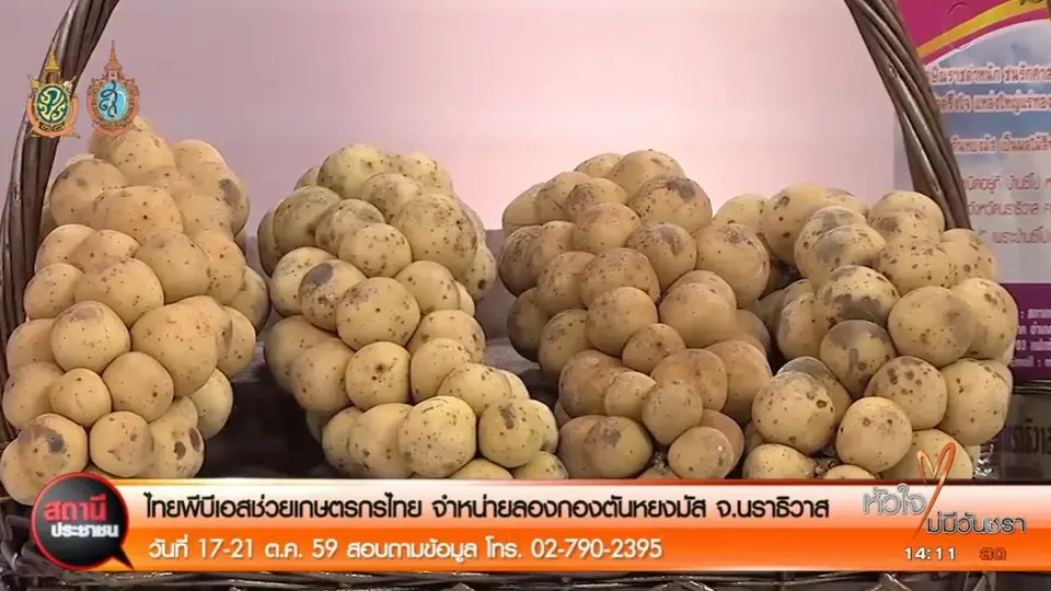 สถานีประชาชน : ไทยพีบีเอสช่วยเกษตรกรไทย จำหน่ายลองกองตันหยงมัส จ.นราธิวาส