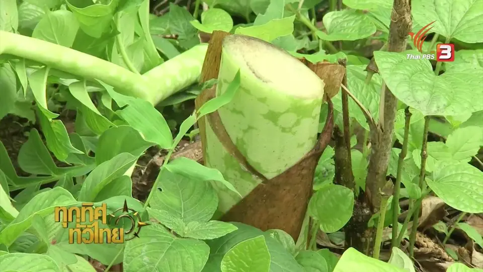 วิถีทั่วไทย : แกงบุกใส่ระกำ