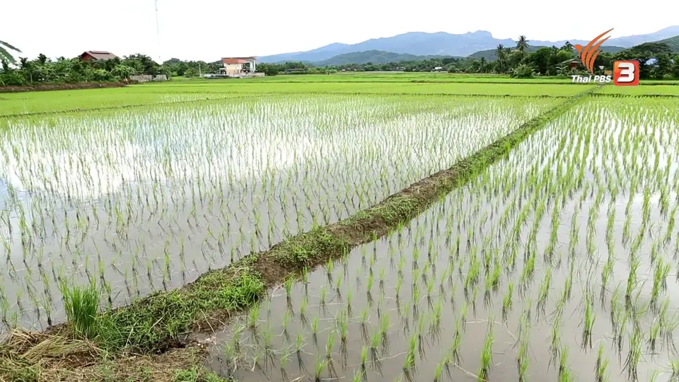 บ้านเมืองรวง ต้นแบบวิถีเกษตรอินทรีย์, ดื่มน้ำกระเจี๊ยบเขียวลดไขมัน