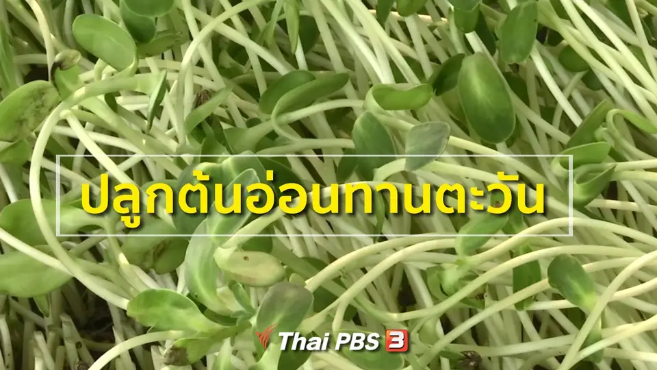 อาชีพทั่วไทย : ปลูกต้นอ่อนทานตะวัน
