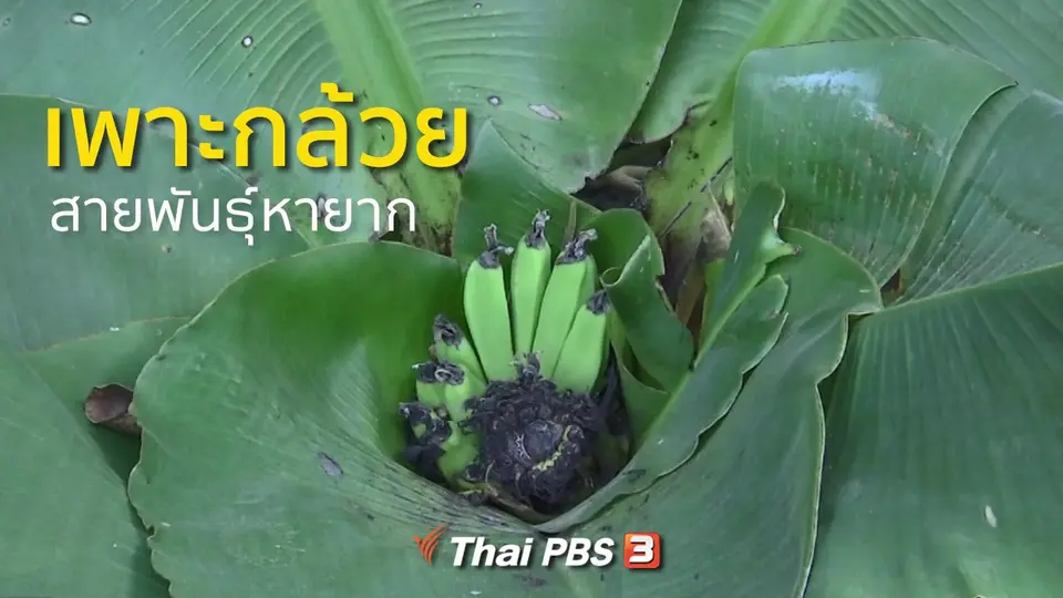 อาชีพทั่วไทย : เพาะกล้วยสายพันธุ์หายาก