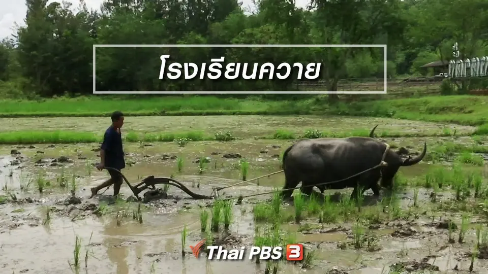 ตะลุยทั่วไทย : โรงเรียนควาย