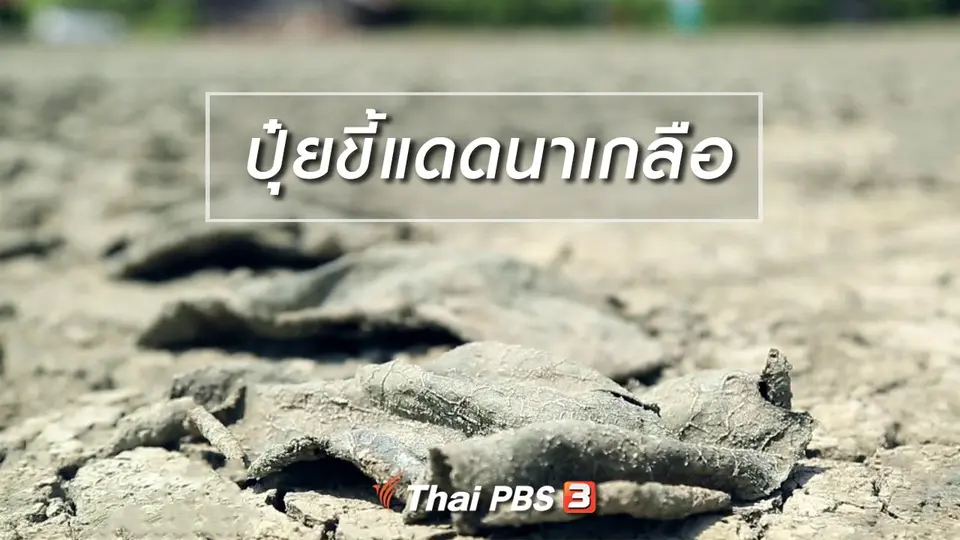 นารีสนทนา : ปุ๋ยขี้แดดนาเกลือ