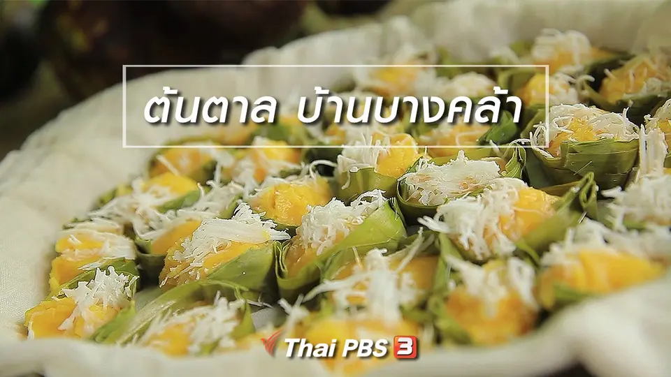 เรียนรู้วิถีไทย : ต้นตาล บ้านบางคล้า