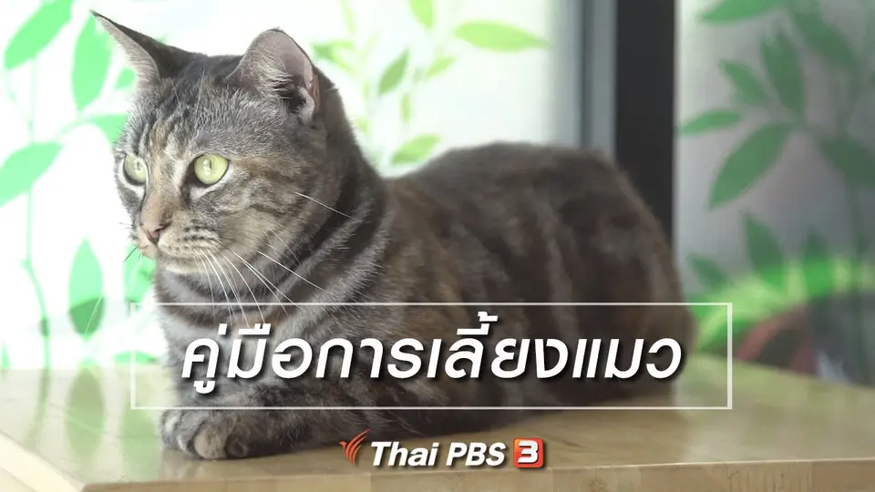 ห้องเรียนสูงวัย : คู่มือการเลี้ยงแมว