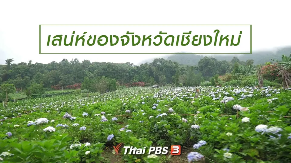 เที่ยวทั่วไทย : เสน่ห์ของจังหวัดเชียงใหม่