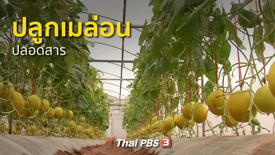 อาชีพทั่วไทย : ปลูกเมล่อนปลอดสาร