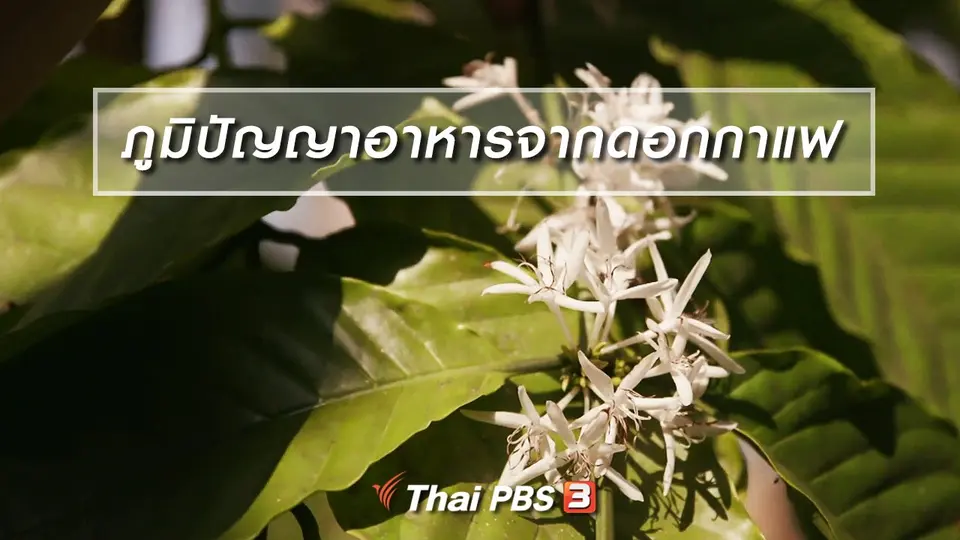 อิ่มมนต์รส : ภูมิปัญญาอาหารจากดอกกาแฟ