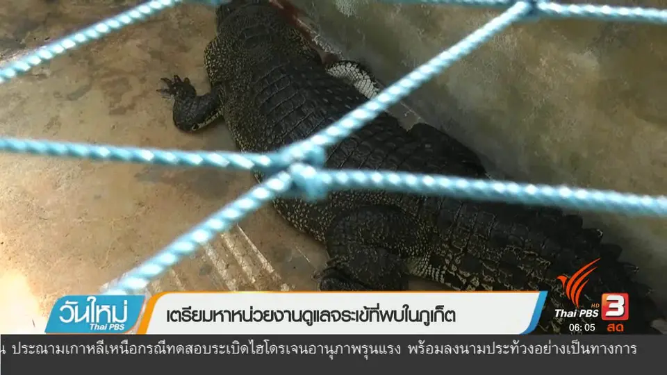 เตรียมหาหน่วยงานดูแลจระเข้ที่พบในภูเก็ต