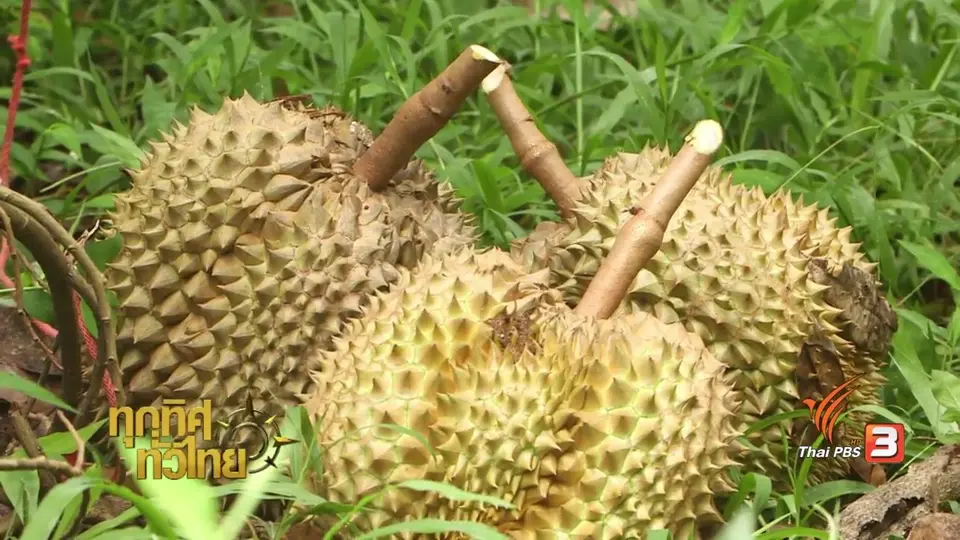 วิถีทั่วไทย : อาหารพื้นบ้านโบราณจากทุเรียน
