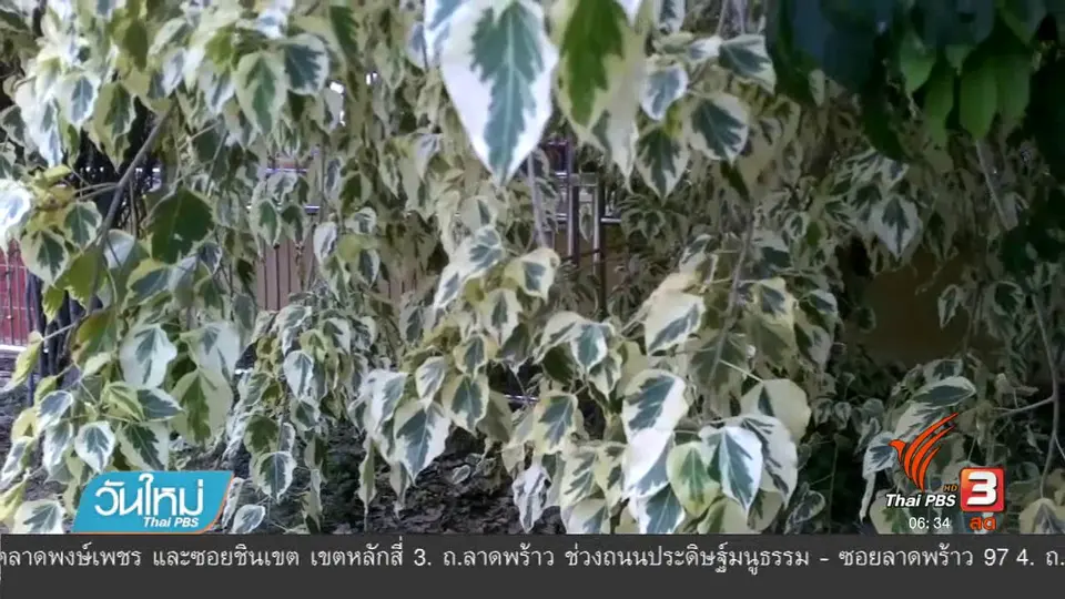 ฮือฮาต้นโพธิ์วัดดังอ่างทองออกใบสีทองอร่าม