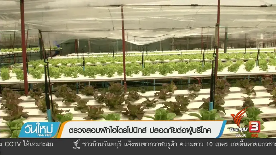 ตรวจสอบผักไฮโดรโปนิกส์ ปลอดภัยต่อผู้บริโภค