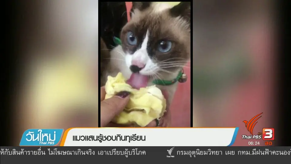 แมวแสนรู้ชอบกินทุเรียน