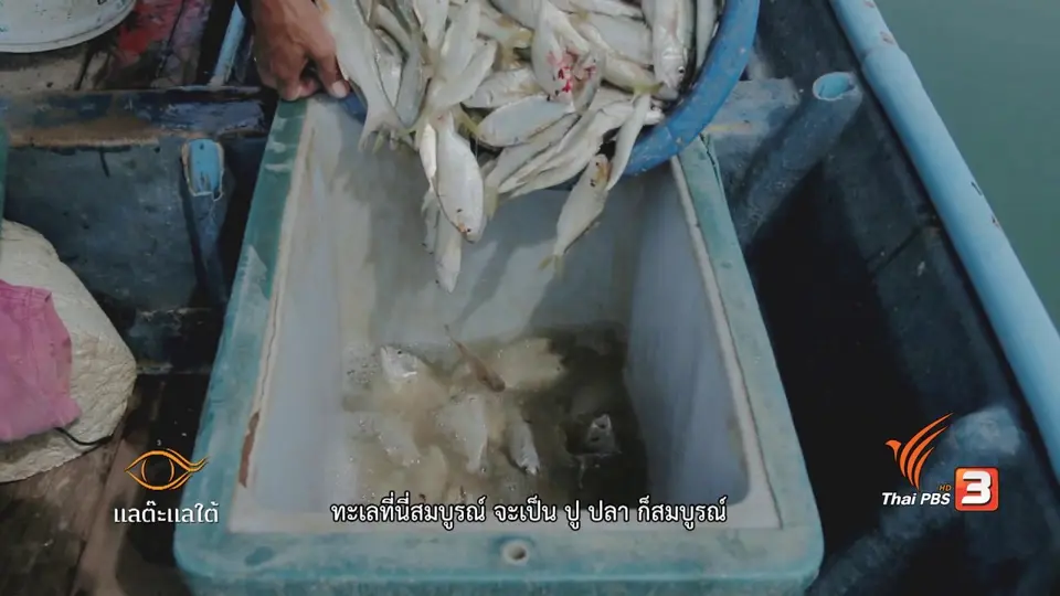 ดูหลำ วิชาฟังเสียงปลา​