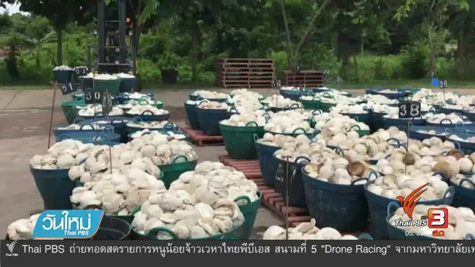 เรียกร้องเปลี่ยนตัว รมว.เกษตรและสหกรณ์หลังล้มเหลวแก้ปัญหาราคายาง