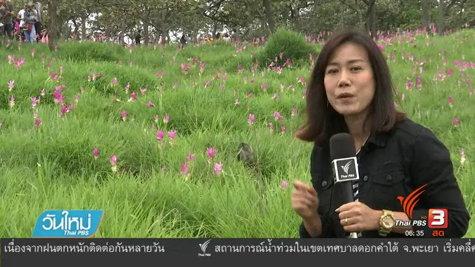 นักท่องเที่ยวแห่ชมทุ่งดอกกระเจียวในรอบ 5 ปี