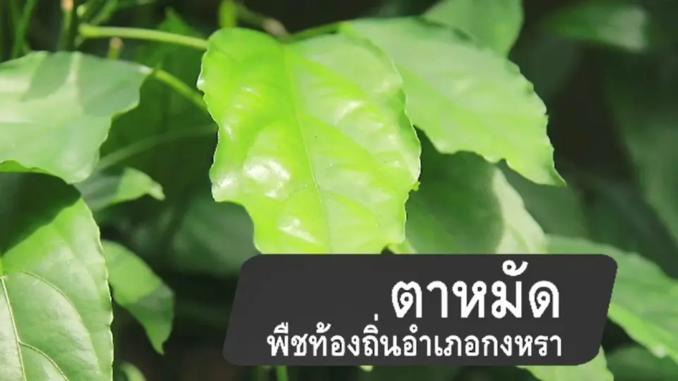 ตาหมัด พืชท้องถิ่นอำเภอกงหรา