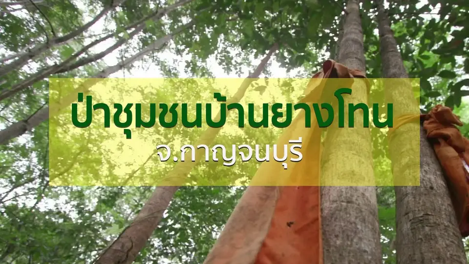 วิถีทั่วไทย : เยือนป่าชุมชนบ้านยางโทน จ.กาญจนบุรี