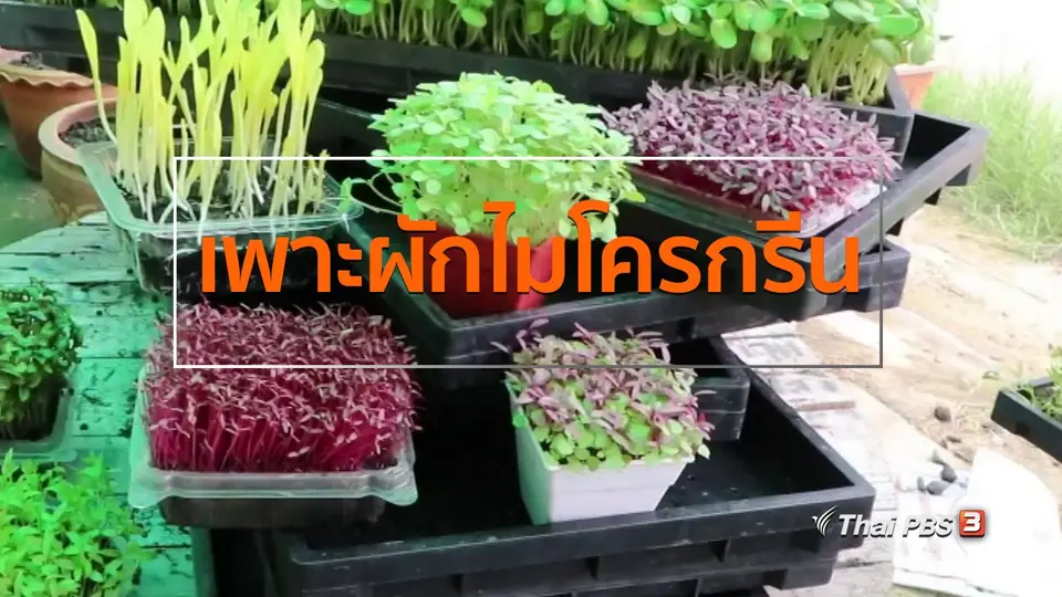อาชีพทั่วไทย : สาวบ้านโป่งเพาะผักไมโครกรีนขาย