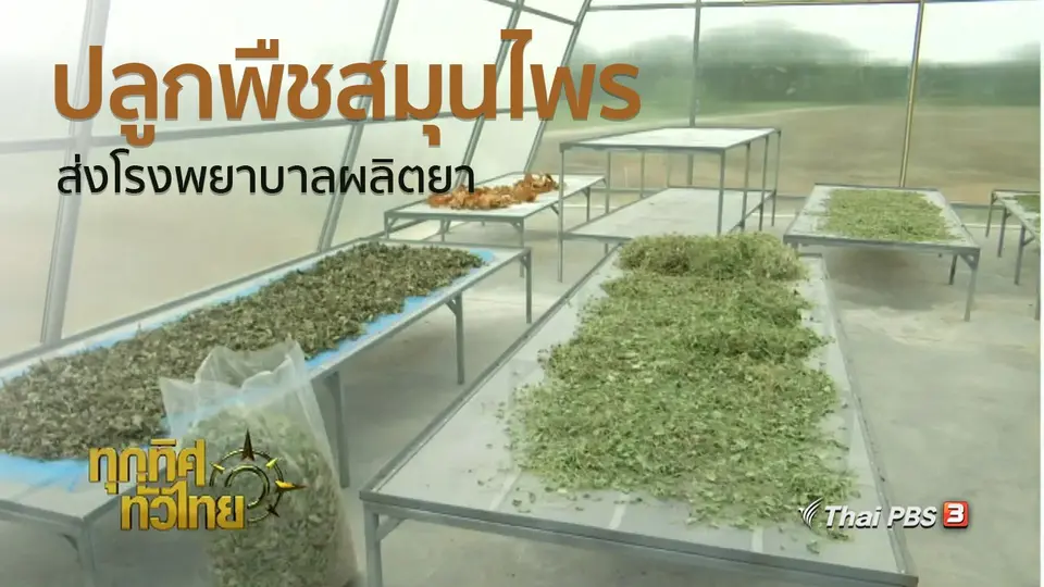 ชุมชนทั่วไทย : ปลูกพืชสมุนไพรส่งโรงพยาบาลอู่ทองผลิตยา