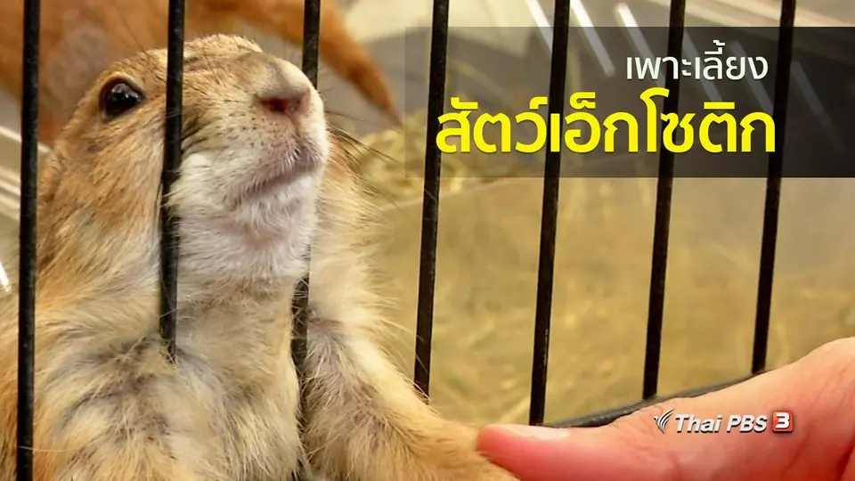 อาชีพทั่วไทย : เพาะเลี้ยงสัตว์เอ็กโซติก