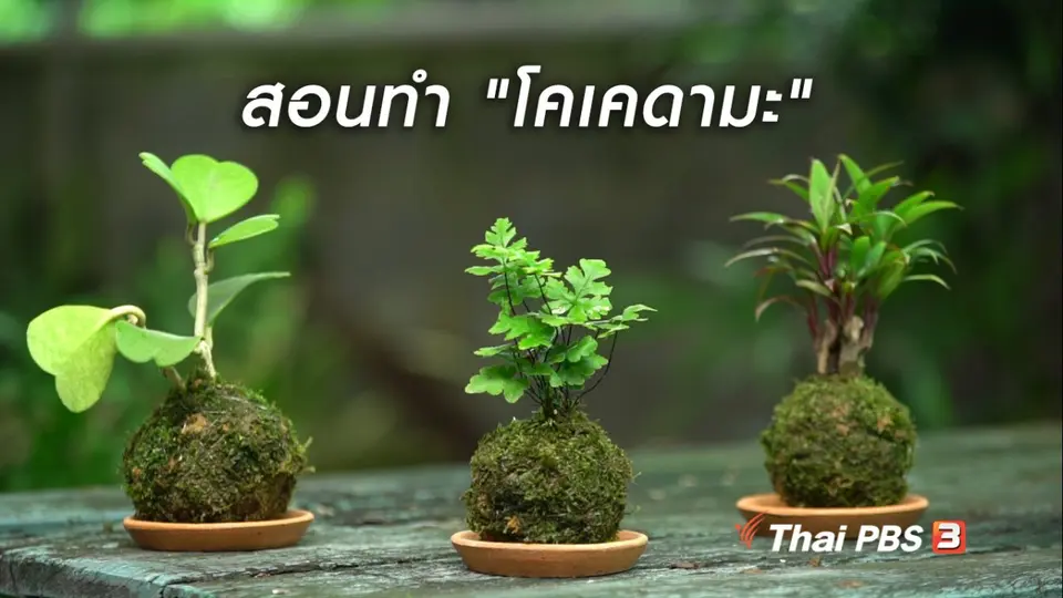 ห้องเรียนสูงวัย : สอนทำ "โคเคดามะ"