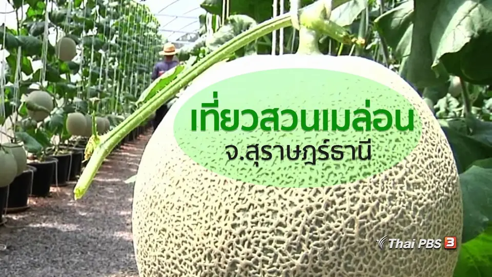 อาชีพทั่วไทย : เที่ยวสวนเมล่อนที่สุราษฎร์ธานี