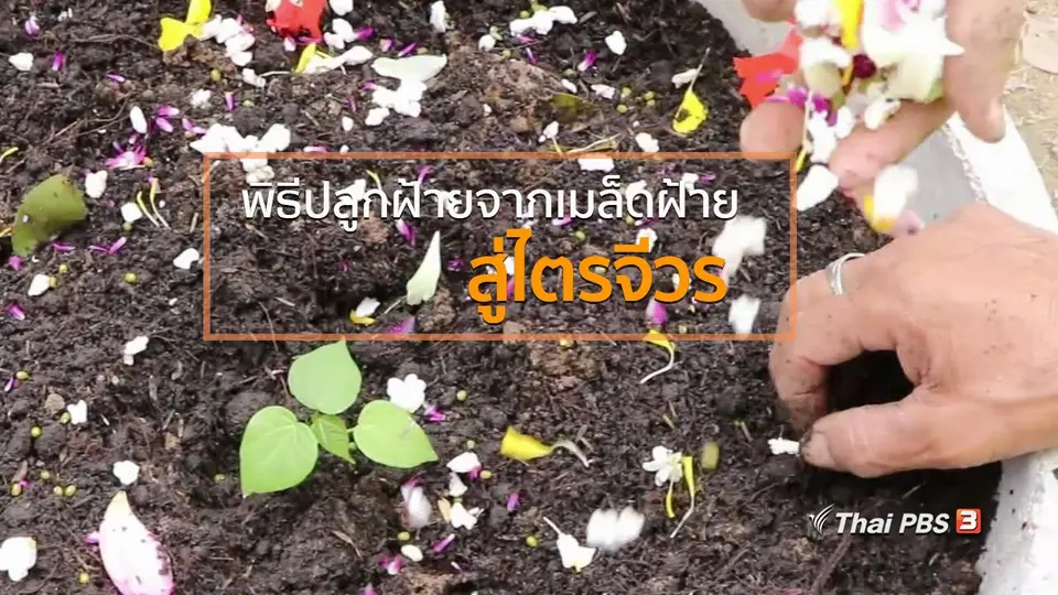 ชุมชนทั่วไทย : พิธีปลูกฝ้ายจากเมล็ดฝ้ายสู่ไตรจีวร