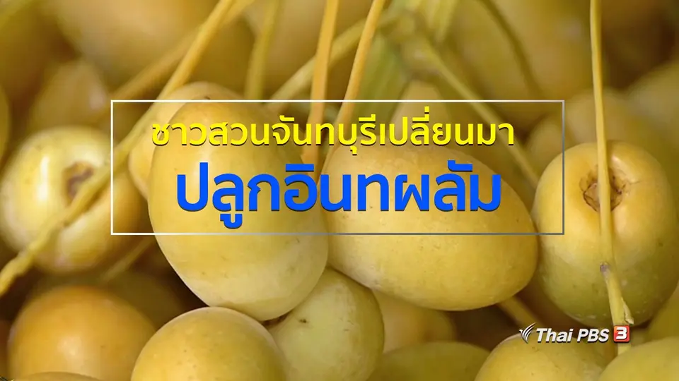 อาชีพทั่วไทย : ชาวสวนจันทบุรีเปลี่ยนมาปลูกอินทผลัม