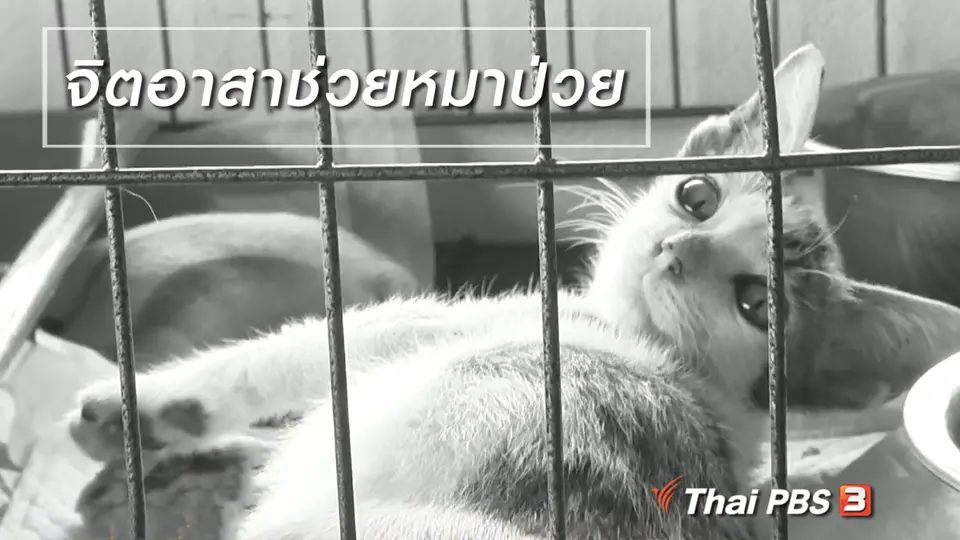 ผู้หญิงผู้สร้าง : จิตอาสาช่วยหมาป่วย