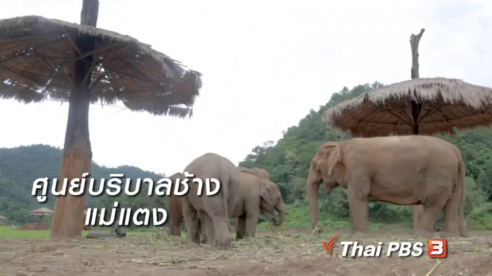 ผู้หญิงผู้สร้าง : ศูนย์บริบาลช้างแม่แตง