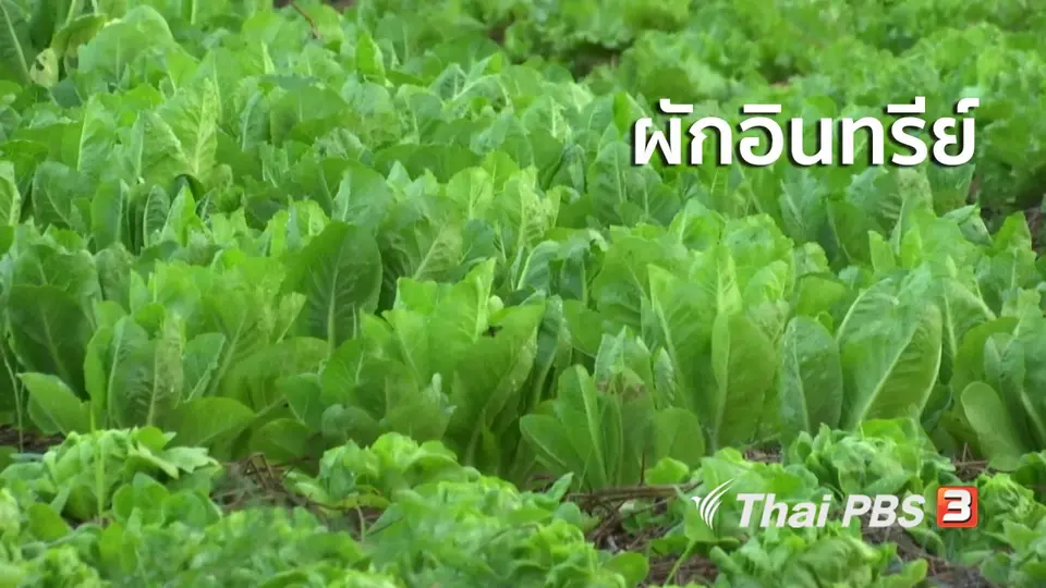 ตะลุยทั่วไทย : ผักอินทรีย์