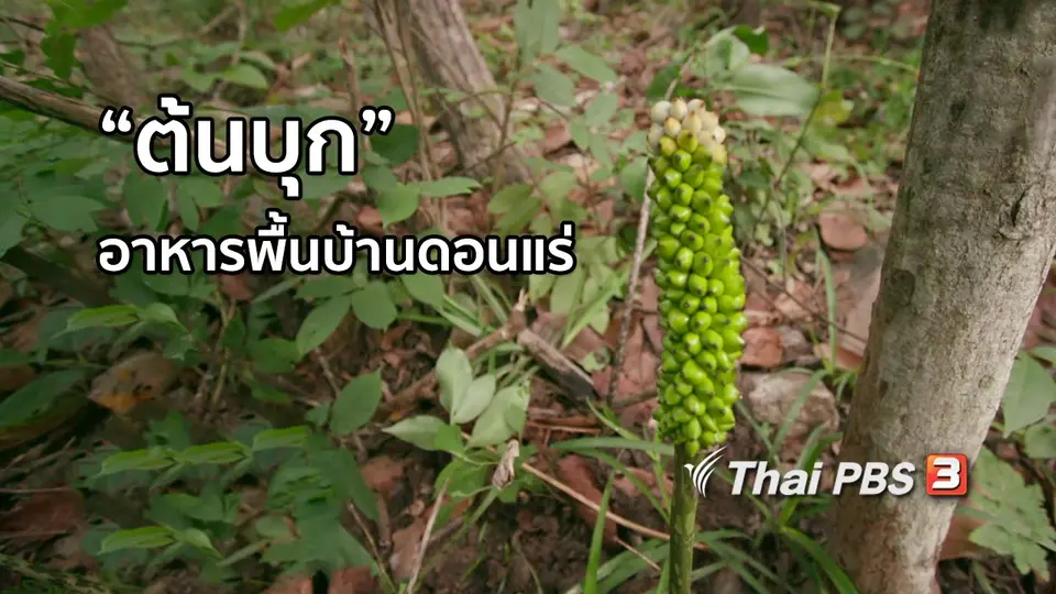 อิ่มมนต์รส : "ต้นบุก" พืชป่าอาหารพื้นบ้านดอนแร่