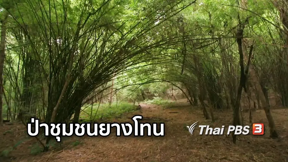 ตะลุยทั่วไทย : ป่าชุมชนยางโทน