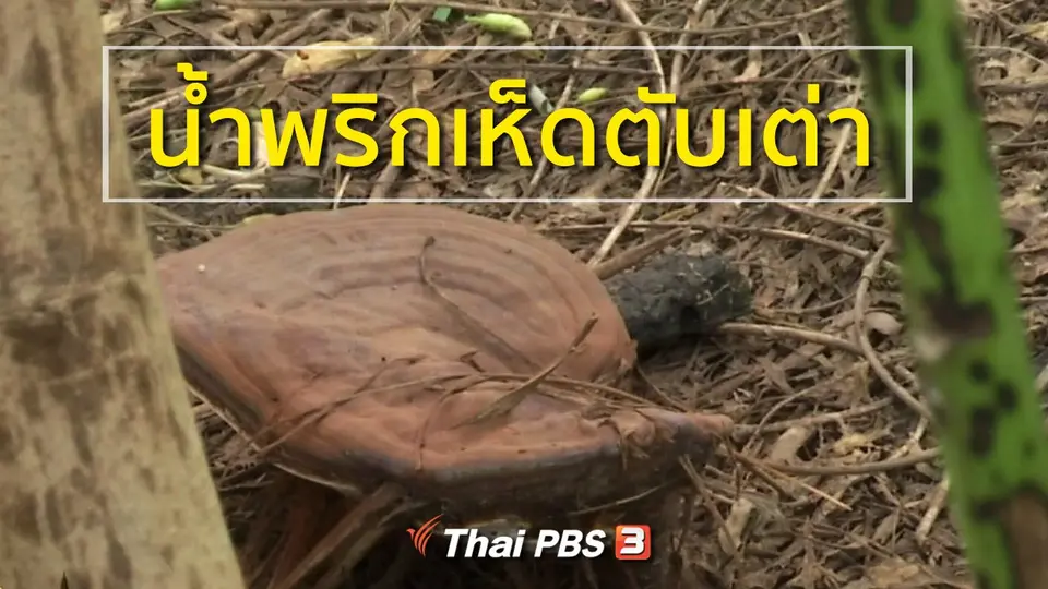 อาชีพทั่วไทย : น้ำพริกเห็ดตับเต่า